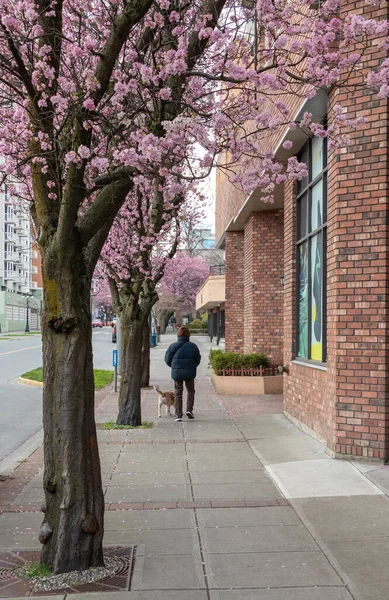 man walking his dog on a city street in Victoria, British Columbia with cherry blossoms in bloom