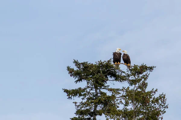 İki kel kartal Kanada 'nın Vancouver Adası kıyısındaki bir ladin ağacına tünemiş.