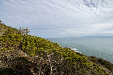 Vancouver Adası, Britanya Kolumbiyası, Kanada 'daki East Sooke Bölgesel Parkı' nda Salish Denizi 'nin kayalık engebeli kıyısında her zaman yeşil çalılar.