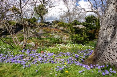 Bahçede açan güzel bahar çiçekleri