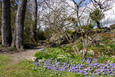 Güneşli bir günde, bahçedeki güzel bahar çiçekleri