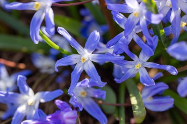 Güneşli bir günde Karlı bahar çiçeklerinin daha az zaferi
