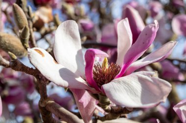 Pembe Gövde Manolyası çiçek açıyor.