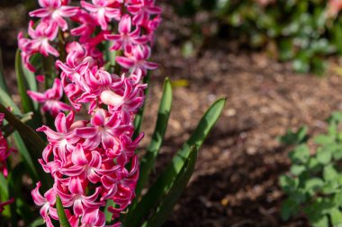 Pembe sümbül çiçekleri bulanık arkaplanla kapanır