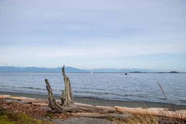 Plajda sürüklenen ağaçlar Vancouver Adası 'nda bir gaydacı gölü.
