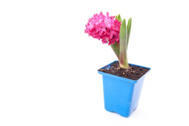 Beyaz zemin üzerine tencerede pembe sümbül.