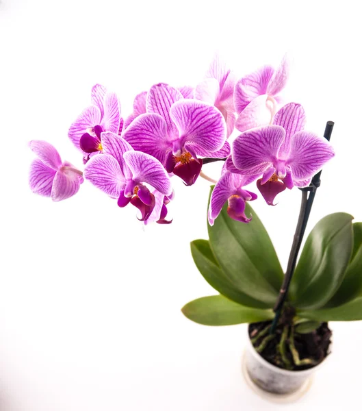 Orquídea rosa no pote no fundo branco . — Fotografia de Stock