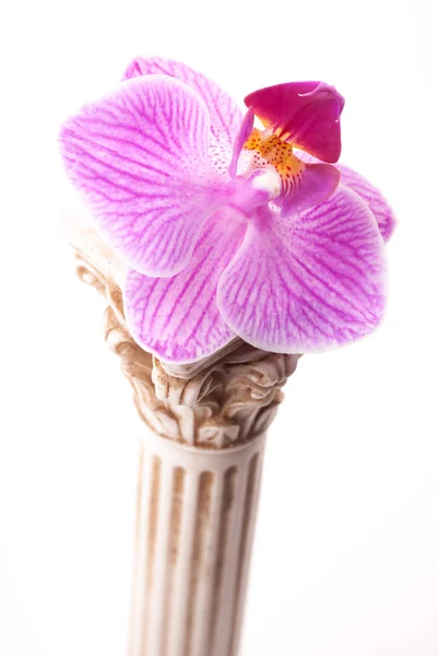 Columna clásica con flor — Foto de Stock