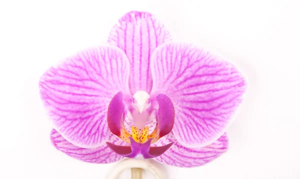 Orquídea rosa sobre fondo blanco. —  Fotos de Stock