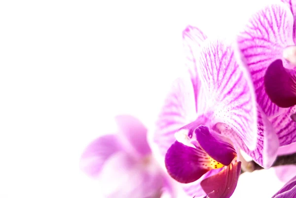 Orquídea rosa no fundo branco. — Fotografia de Stock