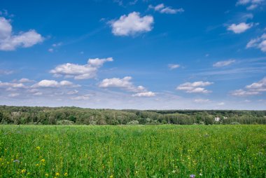 Bulutlar ve mesafe ormanda mavi gökyüzü altında yeşil çayır.