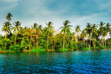 Güzel bir güneşli gün deniz sahilinde palmiye ağaçlarının.