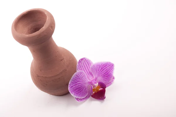 Pot d'argile avec fleur — Photo