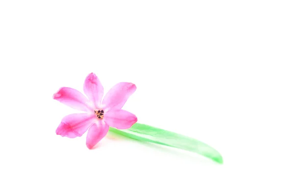 Pink orchid on white background. — Stock Photo, Image
