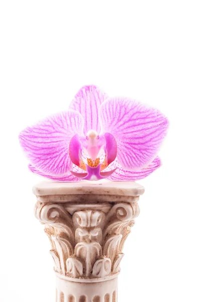 Classical column with flower — Stock Photo, Image