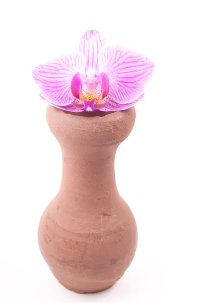Clay pot met bloem — Stockfoto
