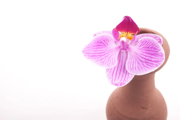 Clay jar with flower — Stock Photo, Image