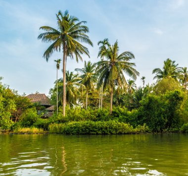 Güzel bir güneşli gün deniz sahilinde palmiye ağaçlarının.