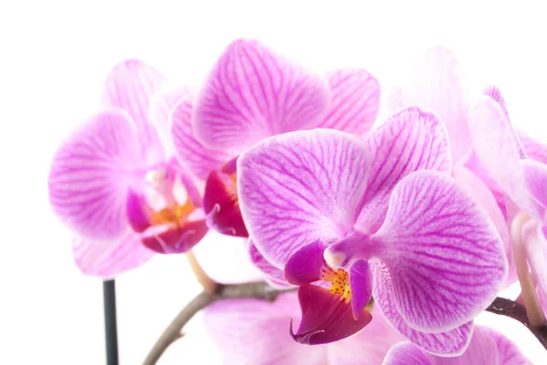 Růžová orchidej v hrnci na bílém pozadí. — Stock fotografie