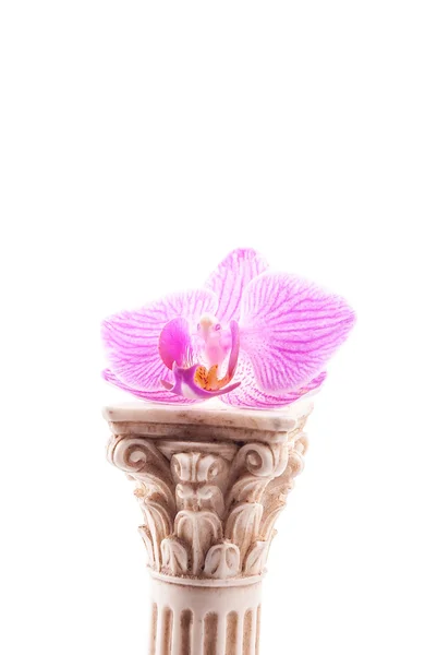 Classical column with flower — Stock Photo, Image