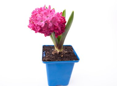 Beyaz zemin üzerine tencerede pembe sümbül.