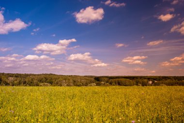 Bulutlar ve mesafe ormanda mavi gökyüzü altında yeşil çayır.