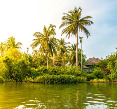 Güzel bir güneşli gün deniz sahilinde palmiye ağaçlarının.