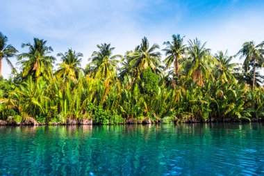 Güzel bir güneşli gün deniz sahilinde palmiye ağaçlarının.