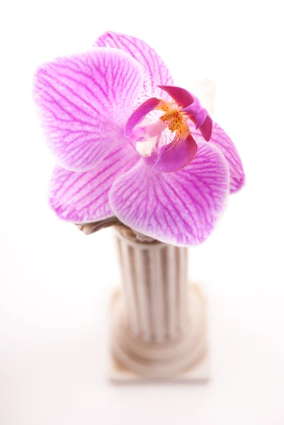 Classical column with flower — Stock Photo, Image