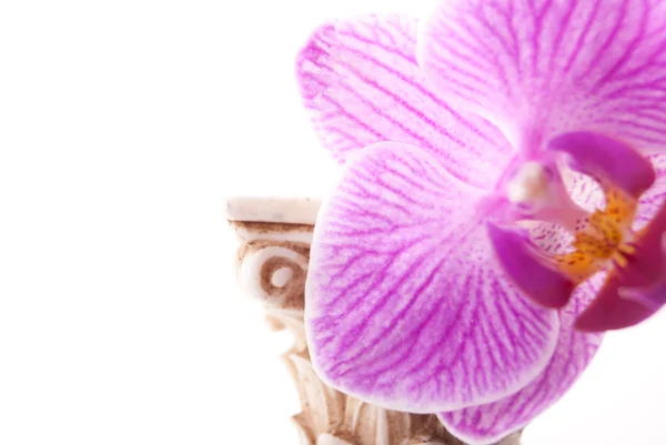 Klassisk kolumn med blomma — Stockfoto