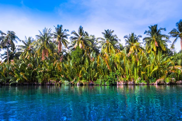 Palmbomen op zee kust bij mooie zonnige dag. — Stockfoto