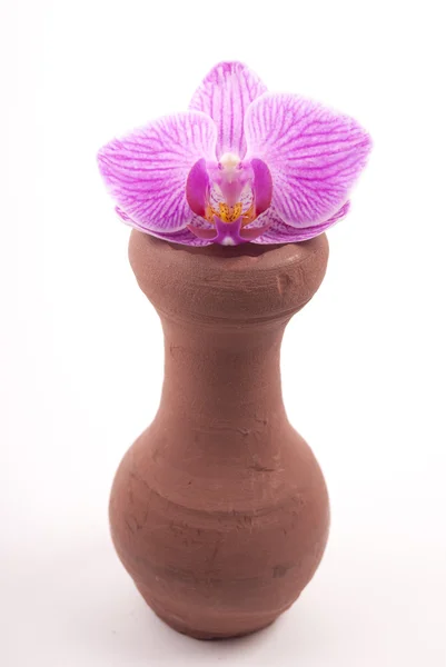 Clay jar with flower — Stock Photo, Image