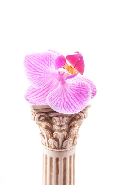 Classical column with flower — Stock Photo, Image