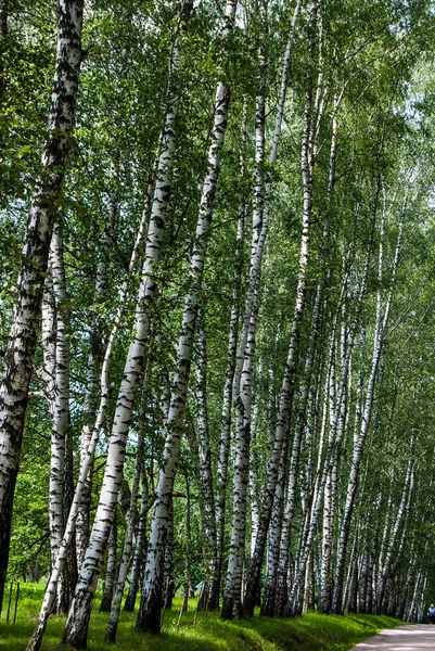Birch trunks in the park. — Stock Photo, Image