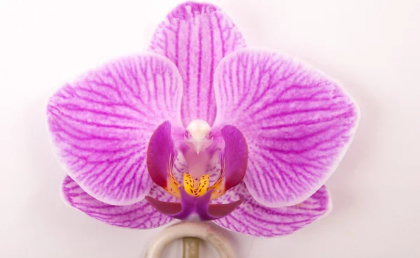 Orquídea rosa sobre fondo blanco. —  Fotos de Stock