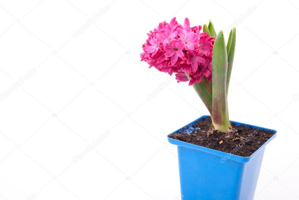 Pink hyacinth in pot on white background.