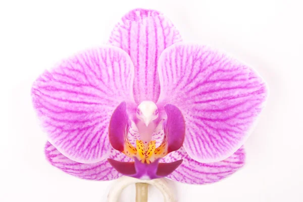 Розовая орхидея на белом фоне. — стоковое фото