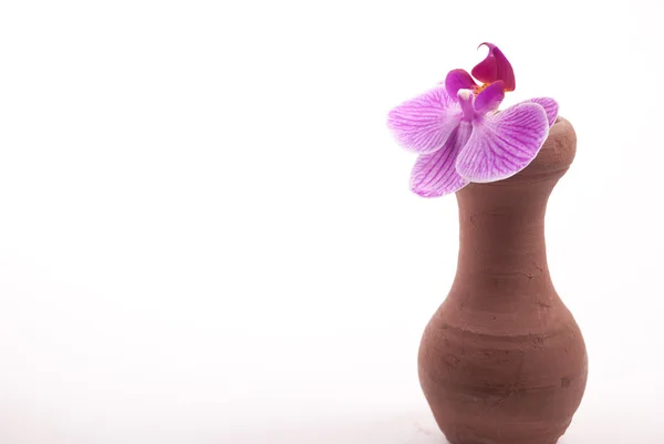 Clay jar with flower — Stock Photo, Image