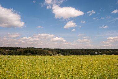 Bulutlar ve mesafe ormanda mavi gökyüzü altında yeşil çayır.