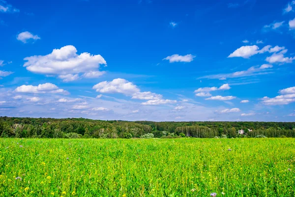 Green meadow under blue sky with clouds and forest in distance. — Stock Photo, Image