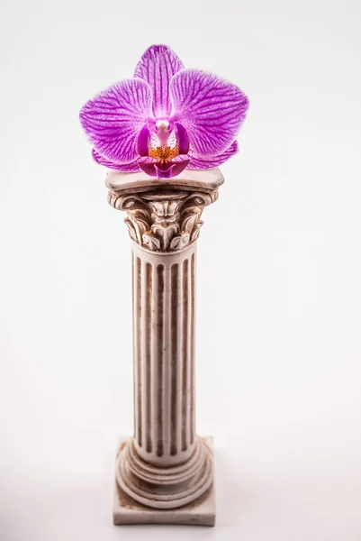 Klassieke kolom met bloem — Stockfoto