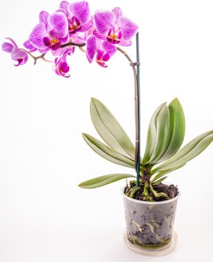 Beyaz zemin üzerine tencerede pembe orkide.