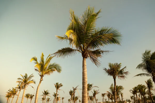 Palmeras contra el cielo azul —  Fotos de Stock