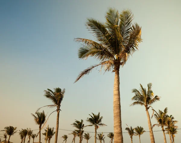 Palmen gegen blauen Himmel — Stockfoto