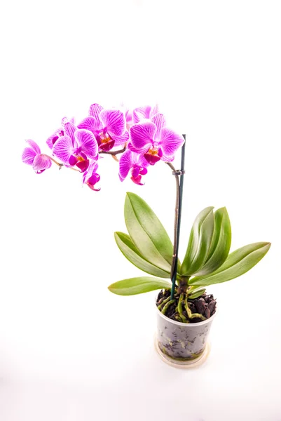 Růžová orchidej v hrnci na bílém pozadí. — Stock fotografie