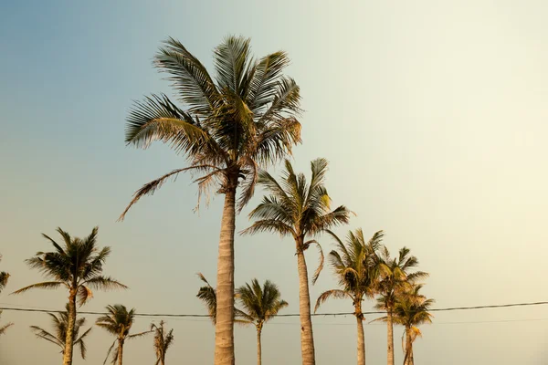 Palmen gegen blauen Himmel — Stockfoto