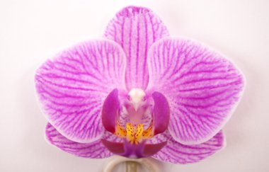 Beyaz arkaplanda pembe orkide.