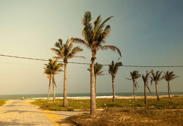 Palmen tegen blauwe lucht — Stockfoto