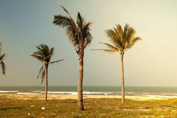 Palmen tegen blauwe lucht — Stockfoto