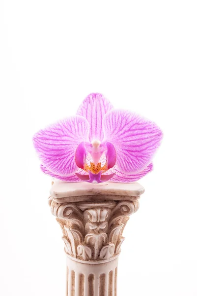 Classical column with flower — Stock Photo, Image